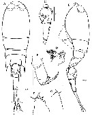 Espce Corycaeus (Ditrichocorycaeus) erythraeus - Planche 12 de figures morphologiques