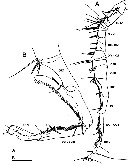 Espce Labidocera kuwaitiana - Planche 9 de figures morphologiques
