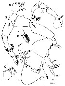 Species Labidocera kuwaitiana - Plate 10 of morphological figures