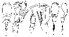 Espce Corycaeus (Onychocorycaeus) latus - Planche 12 de figures morphologiques