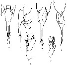 Species Farranula gracilis - Plate 13 of morphological figures