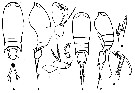 Espce Corycaeus (Ditrichocorycaeus) anglicus - Planche 15 de figures morphologiques