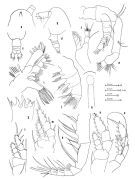 Espce Haloptilus fons - Planche 2 de figures morphologiques