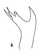 Espce Euaugaptilus humilis - Planche 3 de figures morphologiques