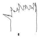 Espce Euaugaptilus nodifrons - Planche 5 de figures morphologiques