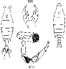 Espce Labidocera fluviatilis - Planche 4 de figures morphologiques