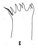 Espce Euaugaptilus matsuei - Planche 1 de figures morphologiques