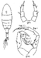 Espce Calanopia americana - Planche 6 de figures morphologiques