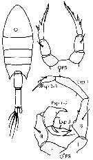 Espce Calanopia minor - Planche 8 de figures morphologiques