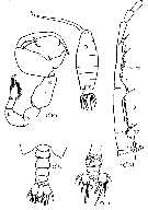 Espce Labidocera detruncata - Planche 22 de figures morphologiques