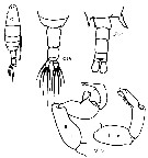 Species Labidocera minuta - Plate 26 of morphological figures