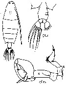 Species Labidocera nerii - Plate 8 of morphological figures