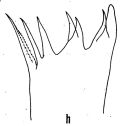 Espce Euaugaptilus bullifer - Planche 4 de figures morphologiques