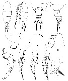 Espce Euchirella pseudopulchra - Planche 8 de figures morphologiques
