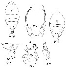 Espce Pontellina plumata - Planche 37 de figures morphologiques