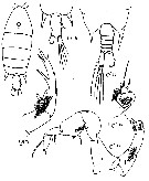 Espce Pontellopsis brevis - Planche 6 de figures morphologiques