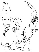 Species Pontellopsis perspicax - Plate 14 of morphological figures