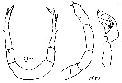 Espce Candacia varicans - Planche 4 de figures morphologiques