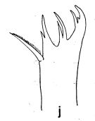 Espce Euaugaptilus fecundus - Planche 2 de figures morphologiques