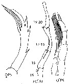 Espce Candacia truncata - Planche 11 de figures morphologiques