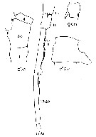 Espce Candacia pachydactyla - Planche 15 de figures morphologiques