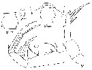 Espce Candacia ethiopica - Planche 21 de figures morphologiques