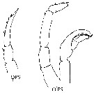 Espce Candacia magna - Planche 8 de figures morphologiques