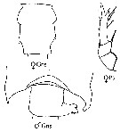 Espce Candacia norvegica - Planche 10 de figures morphologiques