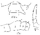 Espce Candacia longimana - Planche 11 de figures morphologiques