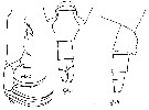 Espce Candacia catula - Planche 9 de figures morphologiques
