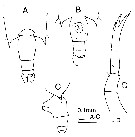 Espce Candacia varicans - Planche 5 de figures morphologiques