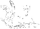 Espce Candacia varicans - Planche 6 de figures morphologiques