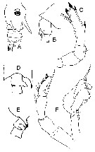 Espce Candacia pachydactyla - Planche 16 de figures morphologiques