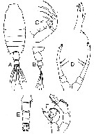 Espce Candacia discaudata - Planche 7 de figures morphologiques