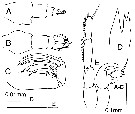 Espce Candacia catula - Planche 10 de figures morphologiques