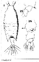 Espce Candacia armata - Planche 12 de figures morphologiques