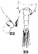 Espce Candacia armata - Planche 13 de figures morphologiques