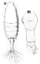 Espce Candacia simplex - Planche 16 de figures morphologiques