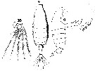 Espce Candacia longimana - Planche 12 de figures morphologiques