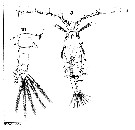 Espce Candacia longimana - Planche 13 de figures morphologiques
