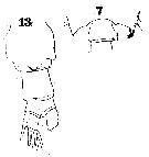 Espce Candacia ethiopica - Planche 22 de figures morphologiques