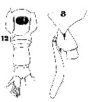 Espce Candacia curta - Planche 13 de figures morphologiques