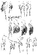 Espce Oithona similis-Group - Planche 41 de figures morphologiques
