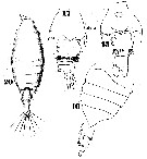 Espce Candacia bispinosa - Planche 12 de figures morphologiques