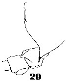 Espce Candacia bipinnata - Planche 28 de figures morphologiques