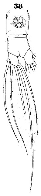 Species Euaugaptilus squamatus - Plate 13 of morphological figures