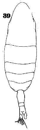 Espce Euaugaptilus palumbii - Planche 11 de figures morphologiques