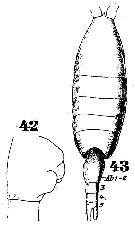 Espce Heterorhabdus spinifrons - Planche 33 de figures morphologiques