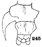 Espce Epilabidocera longipedata - Planche 14 de figures morphologiques