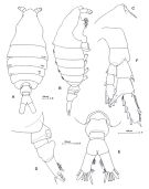 Espce Centropages bradyi - Planche 2 de figures morphologiques